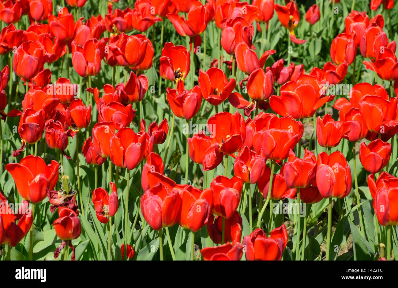 Red flowers of tulips on a flower bed. A flower bed with tulips Stock ...