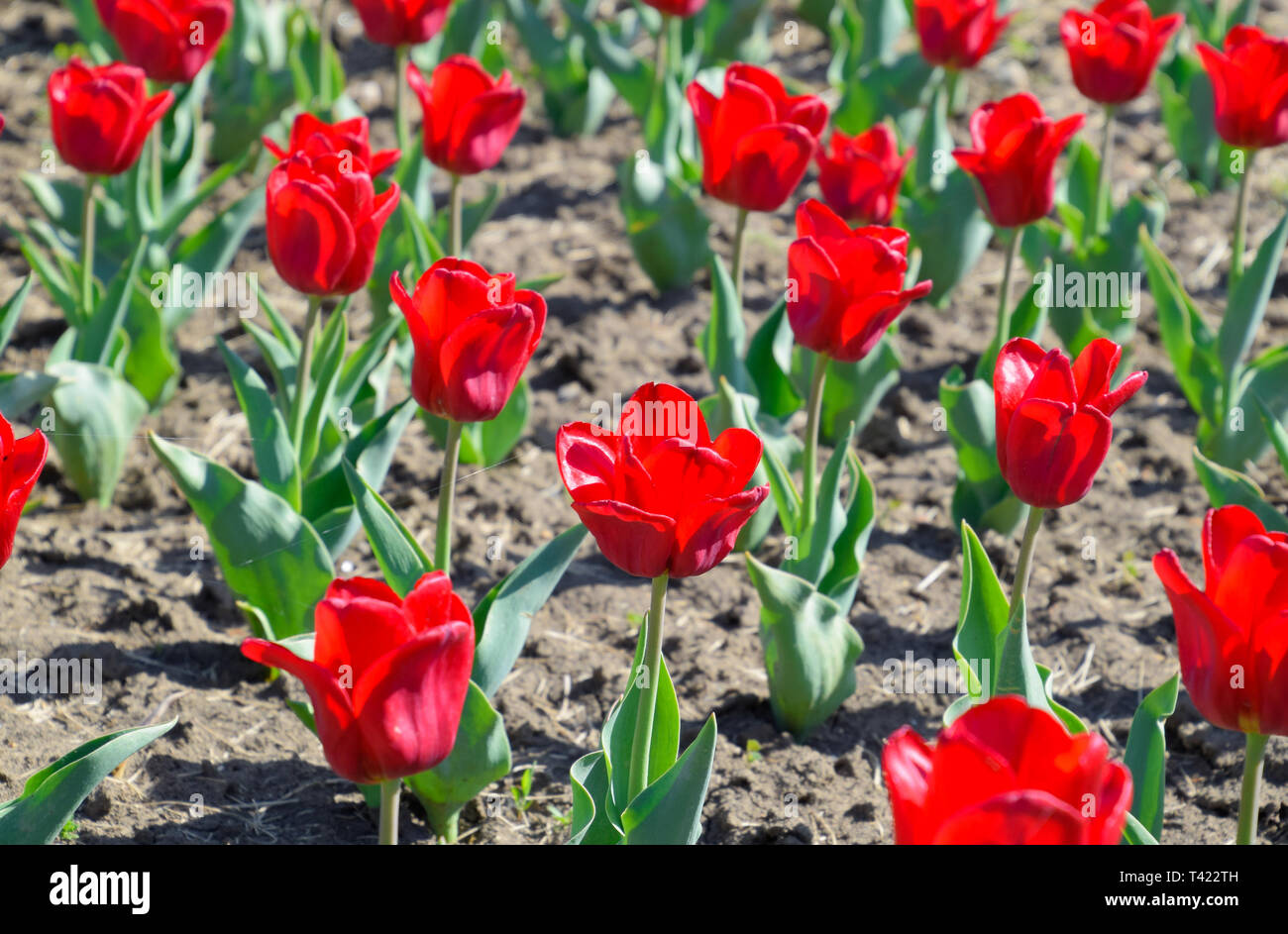 Red flowers of tulips on a flower bed. A flower bed with tulips Stock ...