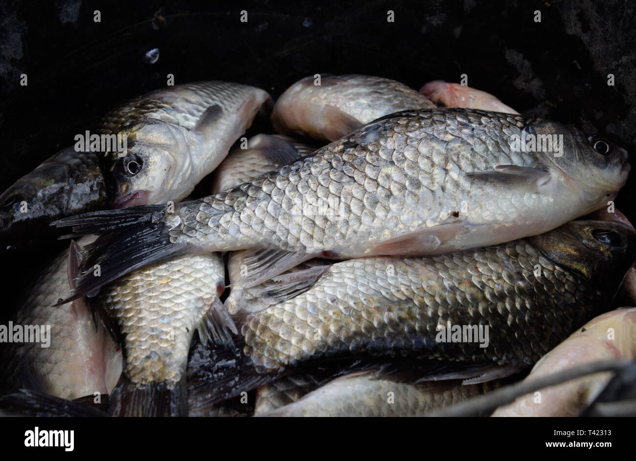 River fish macro photo. Fish catch. Carp and carp. Weed fish Stock