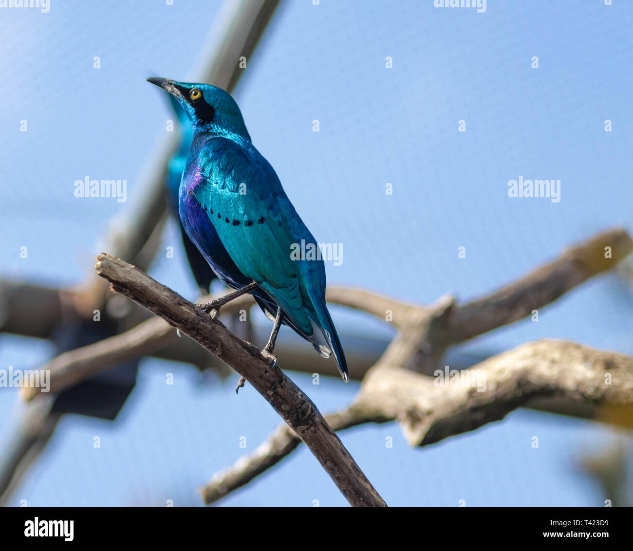 A Wild African Starling Stock Photo