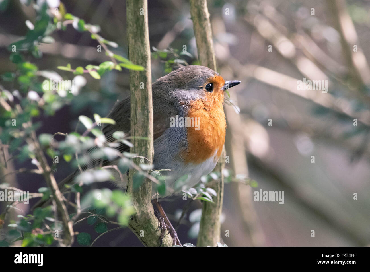 A Wild Robin Stock Photo - Alamy