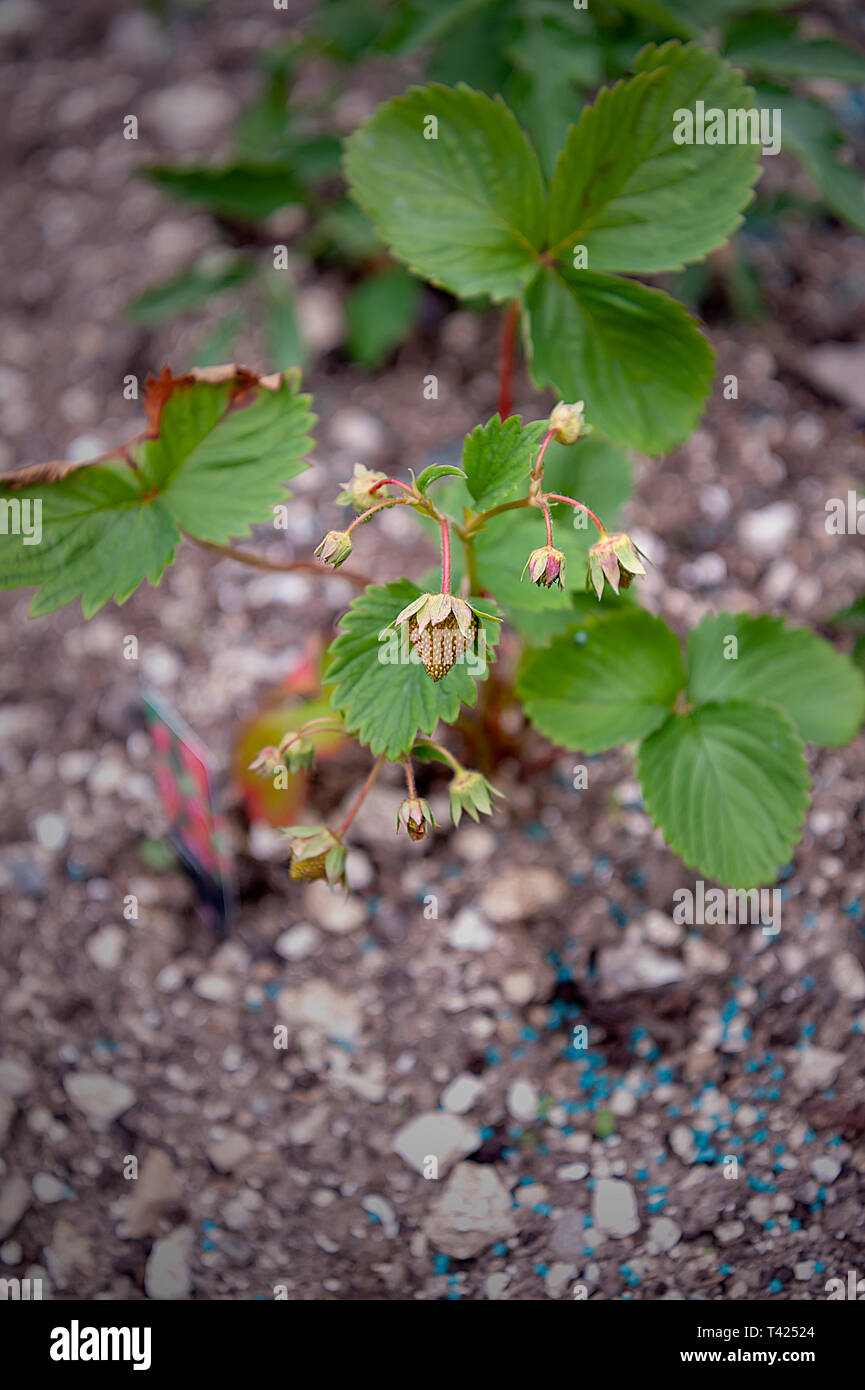 Growing strawberries in a home garden - a natural scenery Stock Photo ...