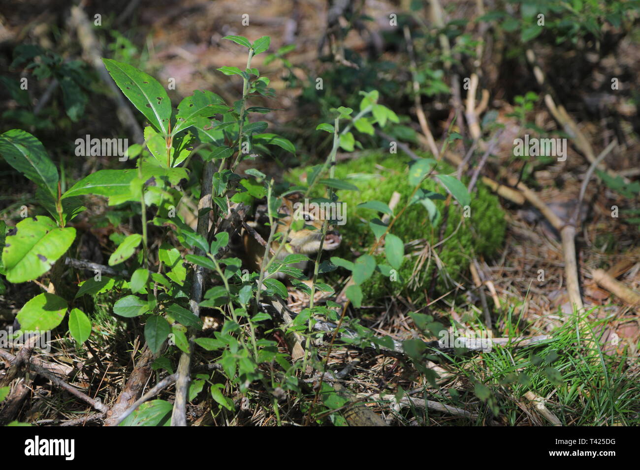 Eastern Chipmunk feeding in the wild Stock Photo