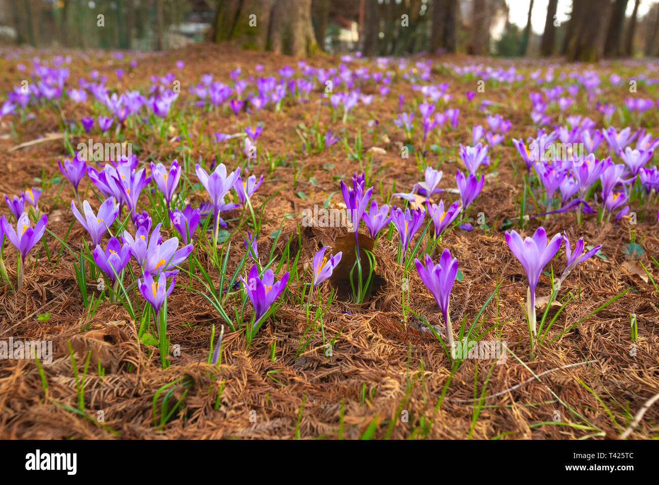 Saffron flowers on the field in spring Stock Photo Alamy