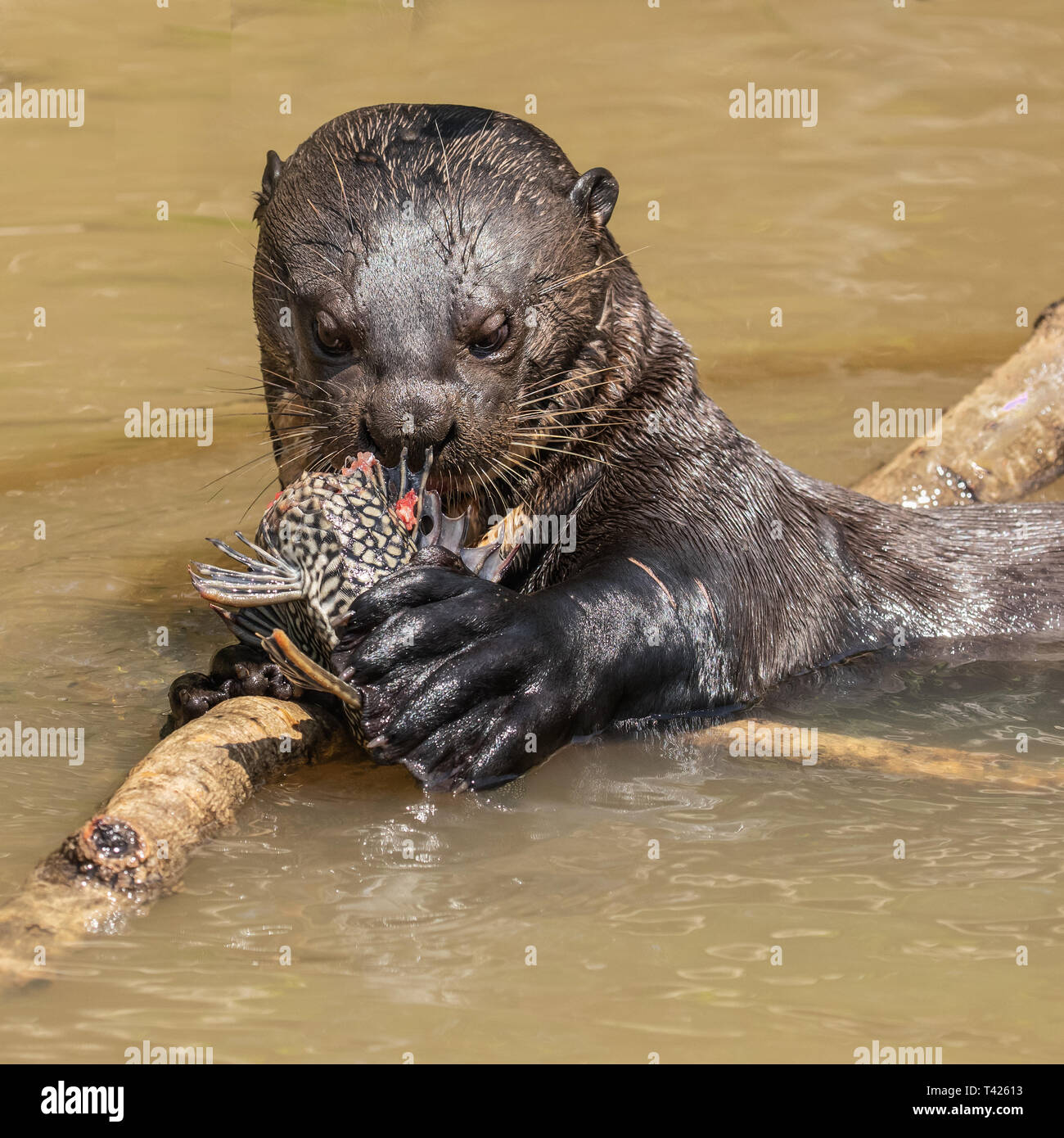 Giant River Otter Stock Photo - Alamy
