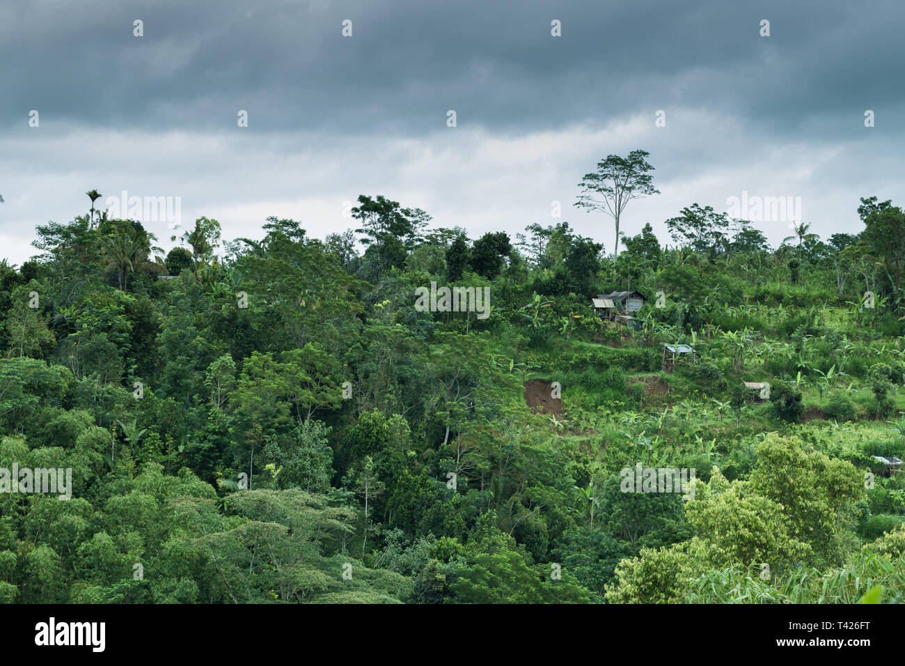 Thick tropical rainforest hi-res stock photography and images - Alamy