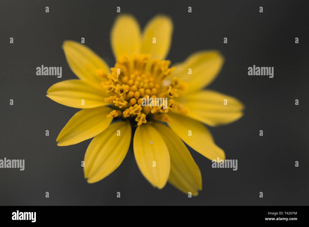 Yellow flower isolated background Stock Photo