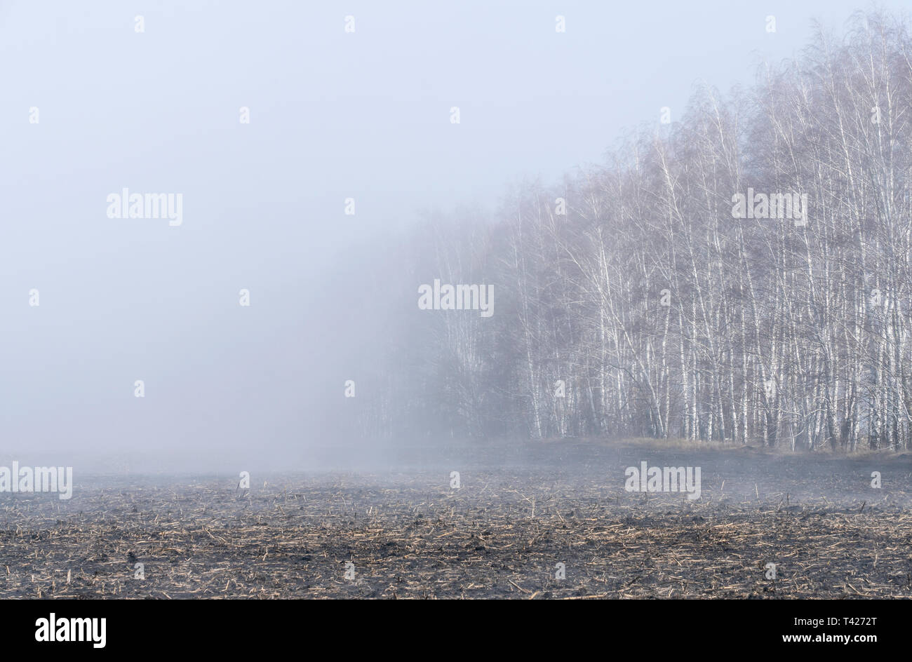 Spring, the evaporation of water from the arable land rises forming a mist over the field Stock