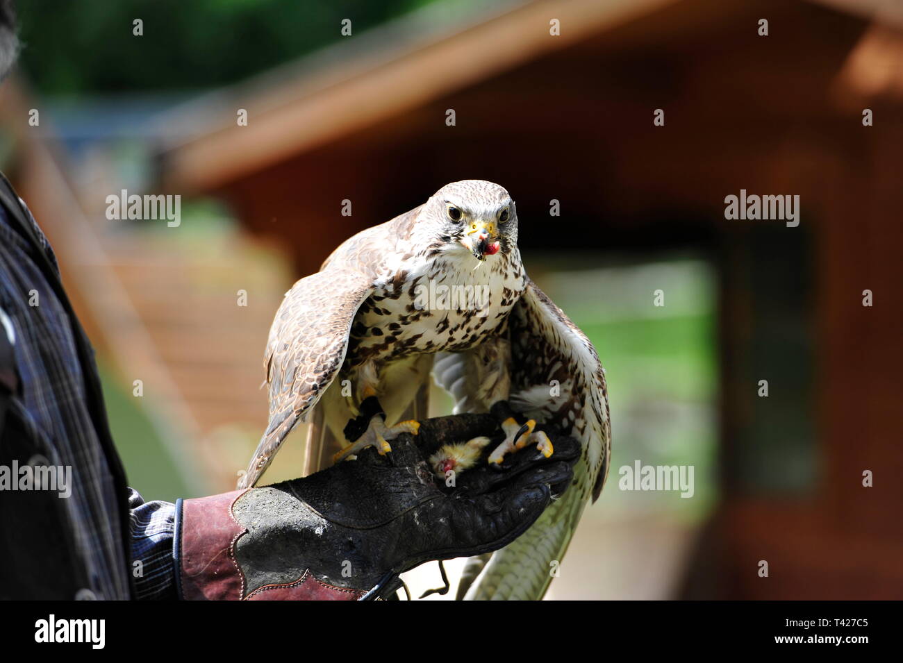 Falconry in action,Falkenhof Harz,Saxony Anhalt,Germany. Stock Photo