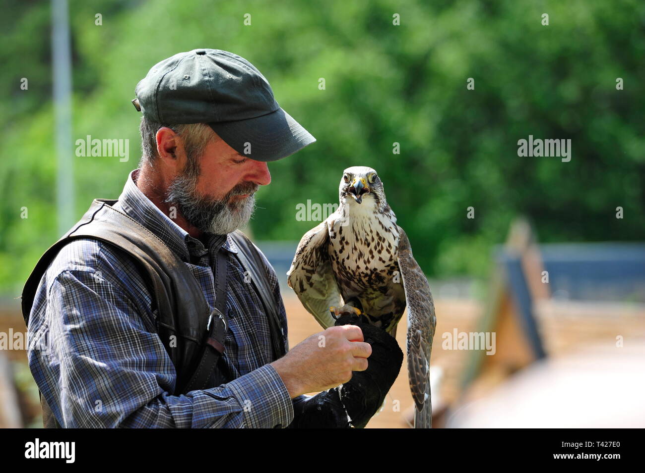 Falconry in action,Falkenhof Harz,Saxony Anhalt,Germany. Stock Photo