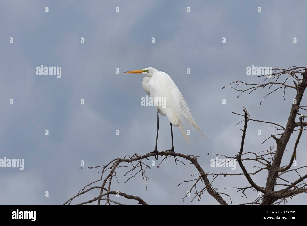 A great egret balances itself on top of a barren tree during an approaching storm.  Its neon green skin and long flowing back plumes are a telltale si Stock Photo