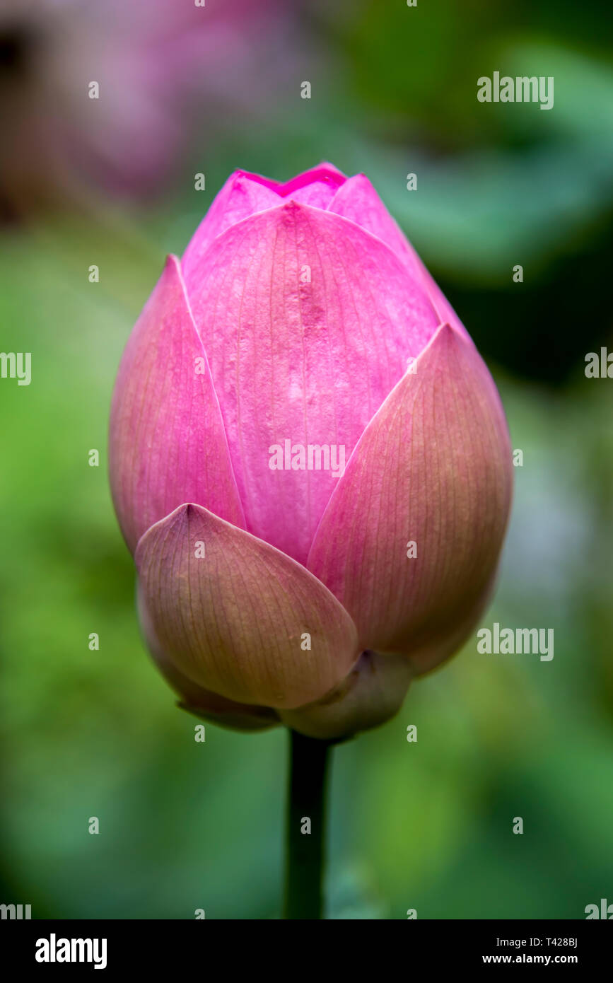 Tulip (Tulipa sp Stock Photo - Alamy