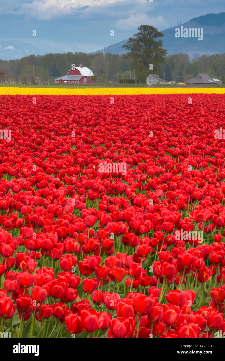 Tulip (Tulipa sp Stock Photo - Alamy