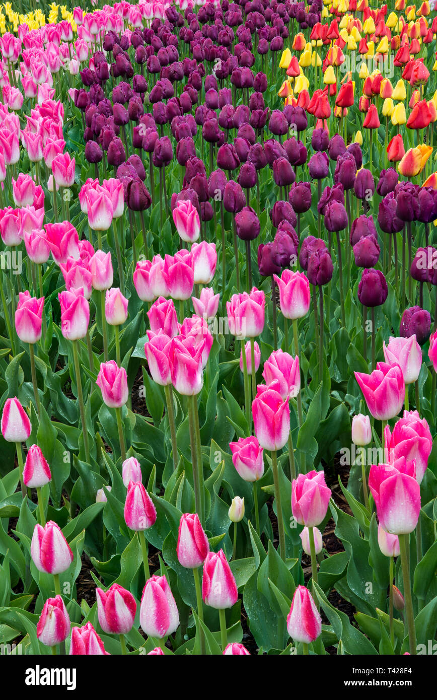 Tulipa washington hi-res stock photography and images - Alamy