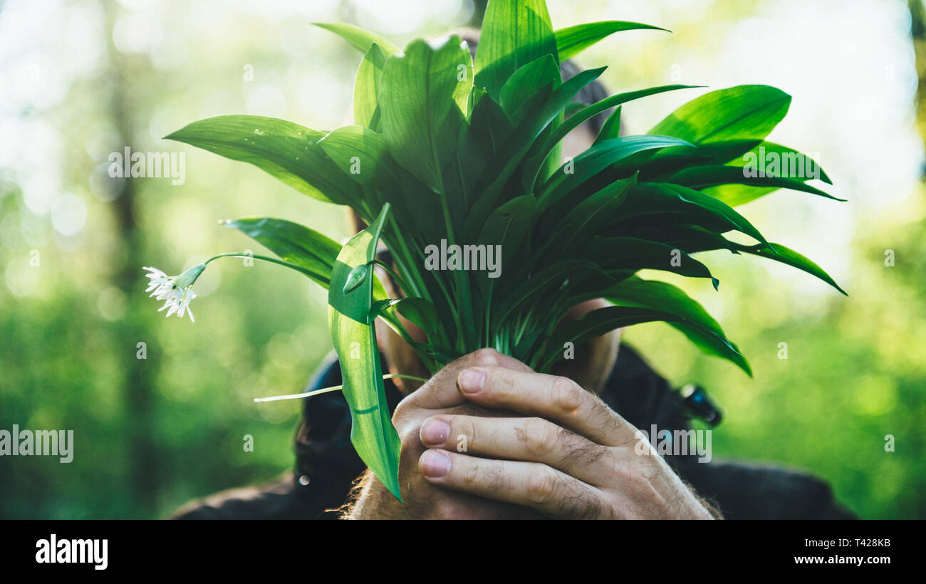 Male silhouette hiding face behind fresh bounce of Allium ursinum wild garlic - green forest background  Stock Photo