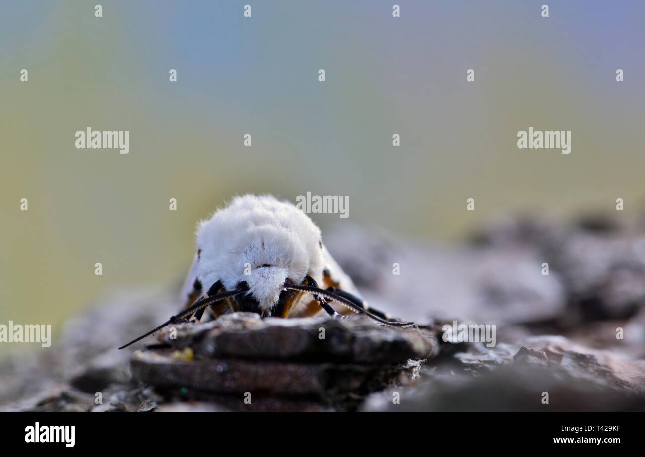 Front view portrait of an Acrea moth at rest on loose tree bark displaying its antennae with a minimalism look. Stock Photo