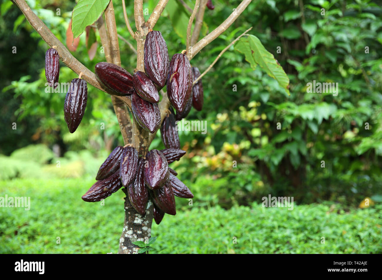 Cocoa tree seeds hires stock photography and images Alamy