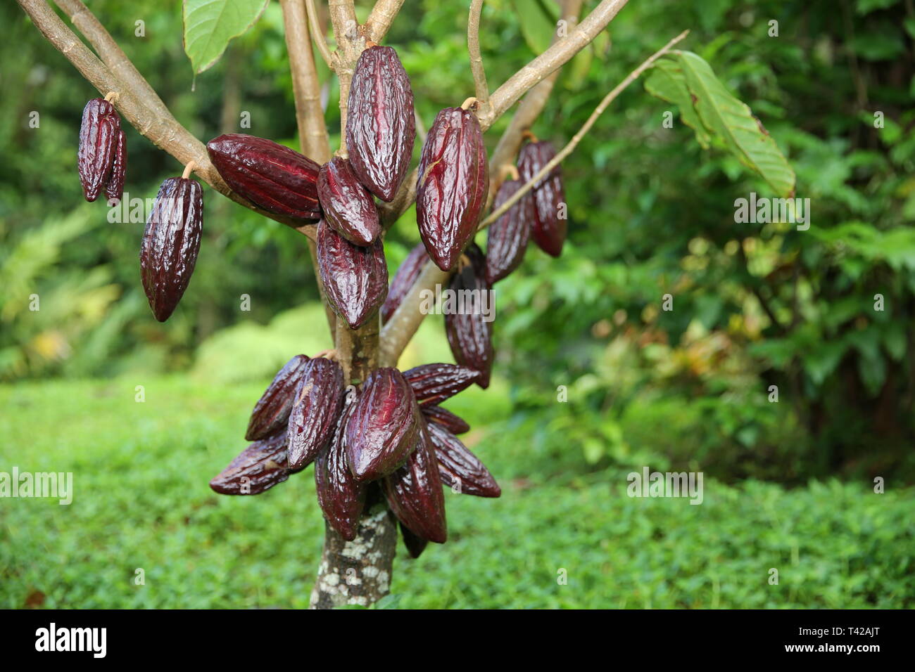 Cocoa tree seeds hires stock photography and images Alamy