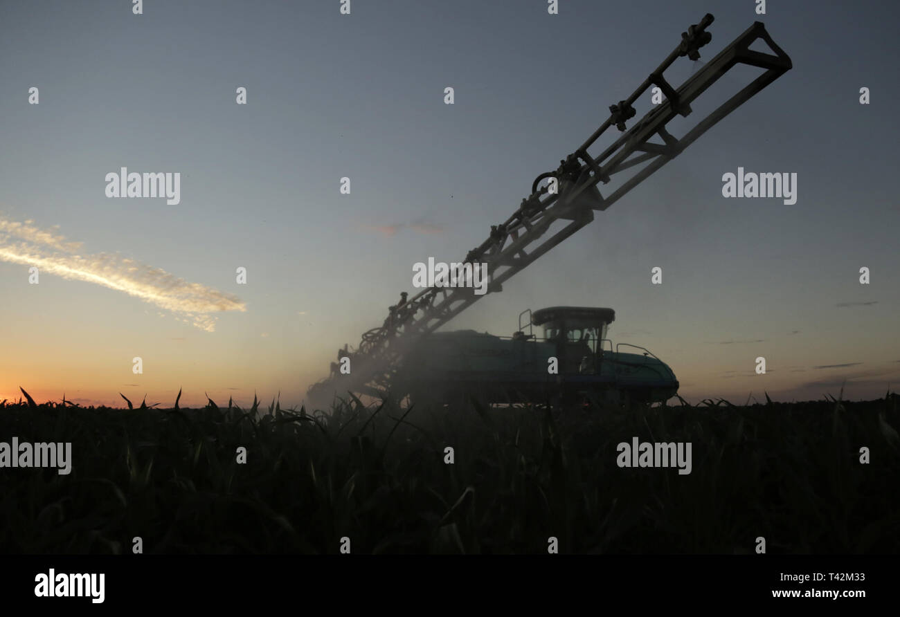 CAMPO MOURÃO, PR - 12.04.2019: PRODUTORES INICIAM MANEJO CONTRA DOENÇAS - Rural farmers in Campo Mourão, in the Midwest of Paraná, began to manage corn plantations by applying high performance fungicides to avoid the attack of weeds, caterpillars and bedbugs, which compromise the productivity of the plantations. According to the Brazilian Institute of Geography and Statistics (IBGE), this year's harvest is expected to reach 230.1 million tons. The increase, compared to last year, represents 1.3 million tons and was pulled by maize, whose estimate grew by 3.4%. Expectations of maize harvest Stock Photo