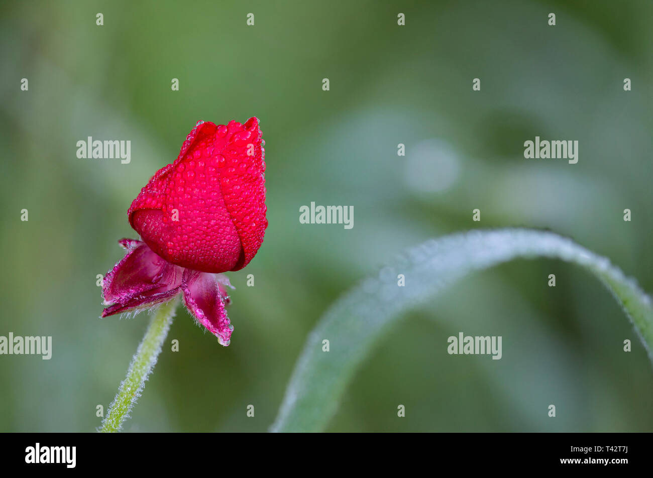 Ranunculus Asiaticus, also known as Persian Buttercup or Scarlet ...