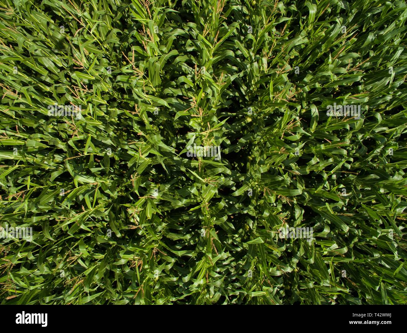 Top View Corn Tree aerial view top view of green corn plants in a corn field in germany ...