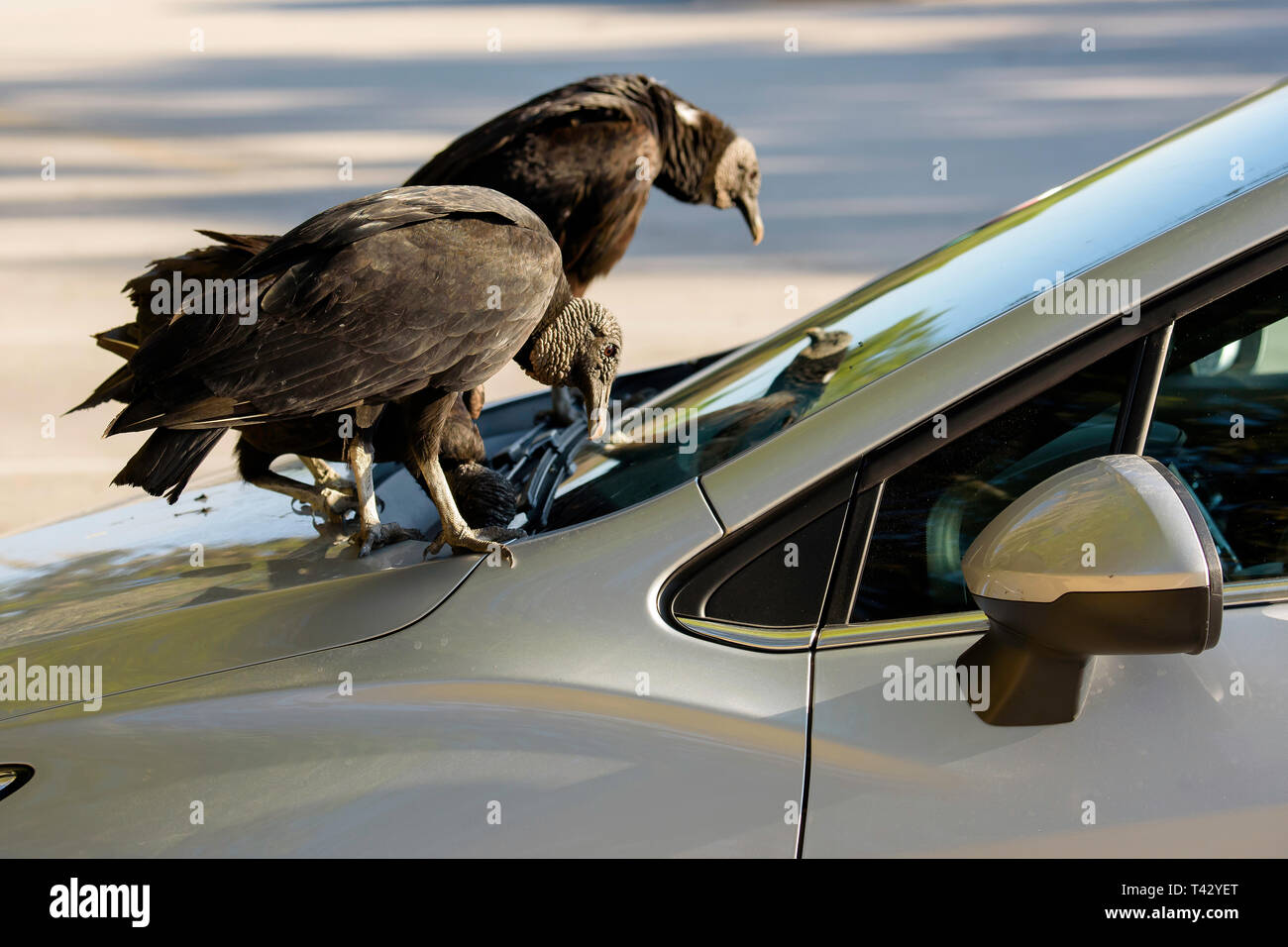 Black vultures (Coragyps atratus) pecking at the rubber on a car's