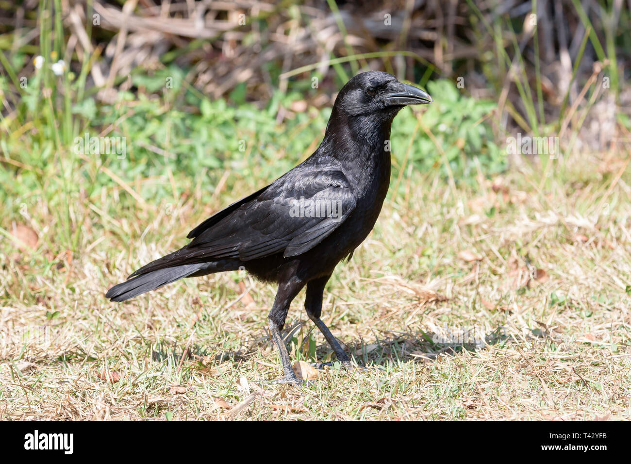 American crow in the florida everglades hires stock photography and