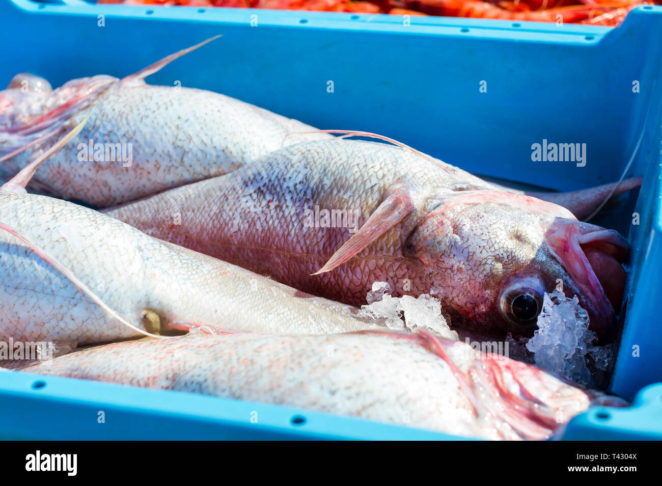 Blue plastic containers with catch of sea fish, ocean delicacies. Industrial catch of fresh fish. Fish auction for wholesalers and restaurants. Blanes Stock Photo