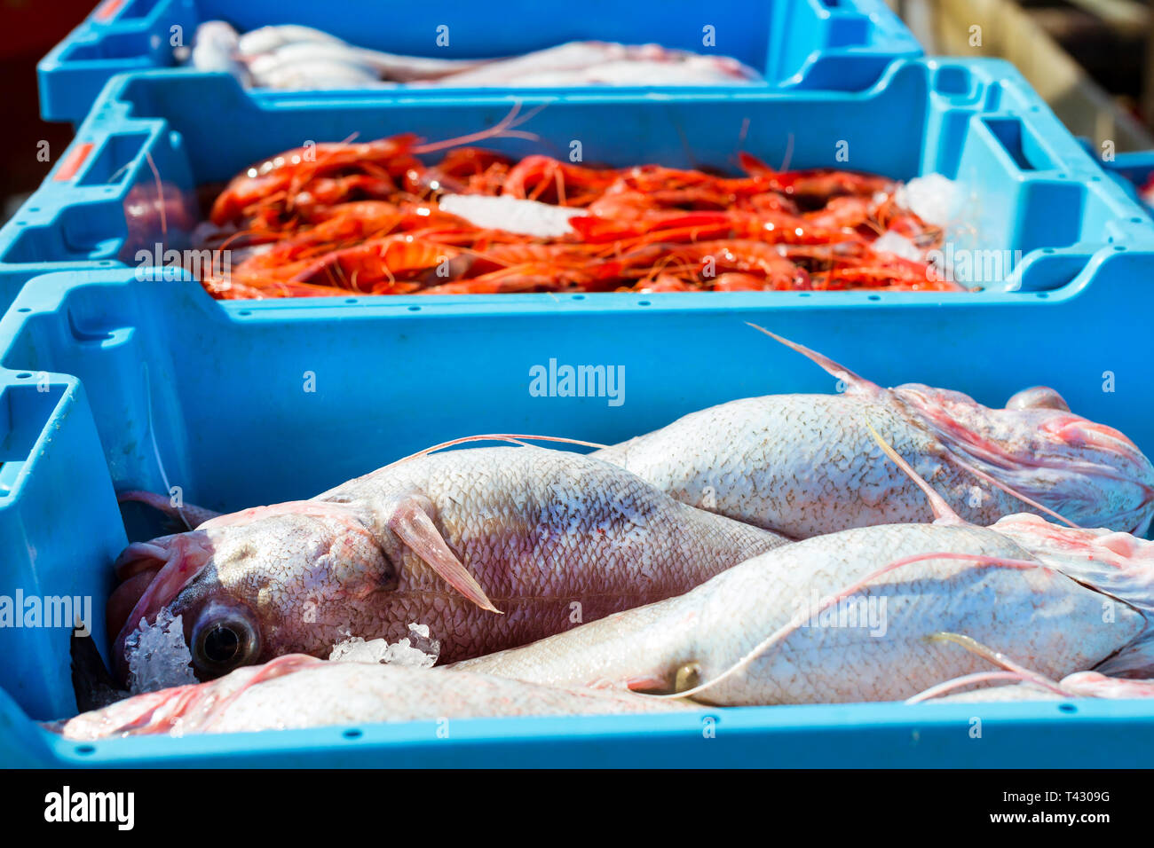 Blue plastic containers with catch of sea fish, ocean delicacies. Industrial catch of fresh fish. Fish auction for wholesalers and restaurants. Blanes Stock Photo