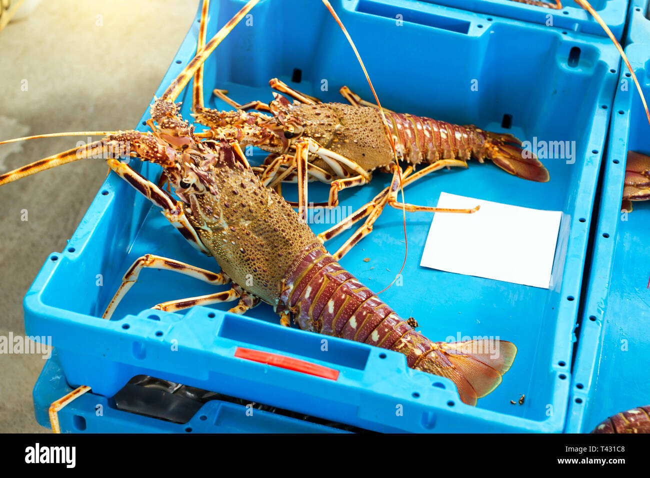 Blue plastic containers with catch of seafood, omar, lobster, crayfish, sea  delicacies. Fish auction for wholesalers and restaurants. Blanes, Spain, C  Stock Photo - Alamy