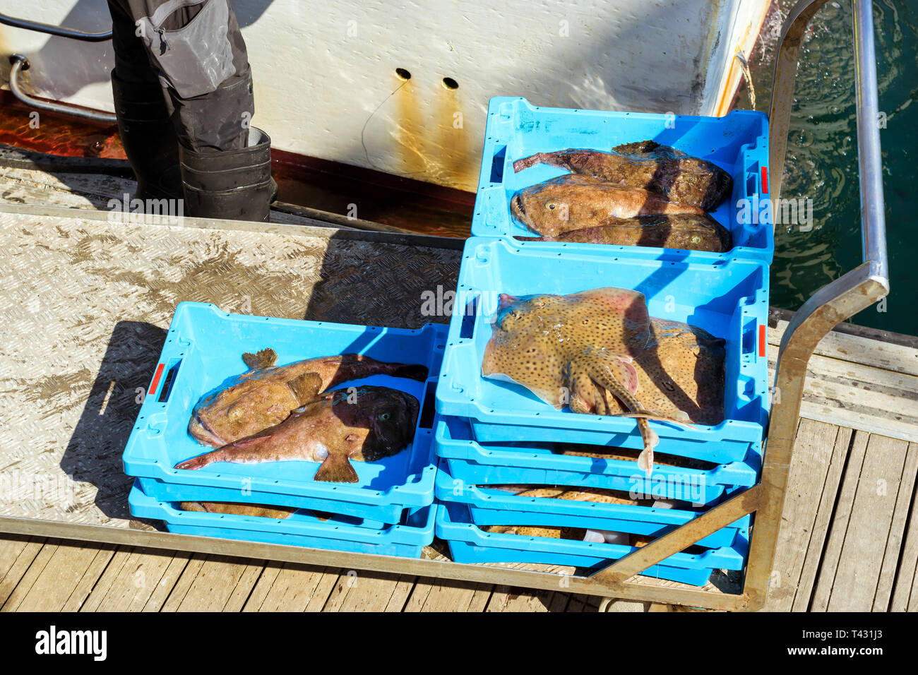 Blue plastic containers with catch of sea Electric Stingray and Monkfish, ocean delicacies. Industrial catch of fresh fish. Fish auction. Blanes, Spai Stock Photo