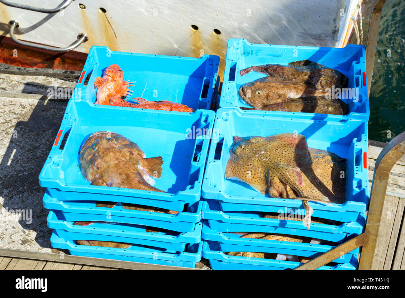 Blue plastic containers with catch of sea Electric Stingray, redfish and Monkfish, ocean delicacies. Industrial catch of fresh fish. Fish auction. Bla Stock Photo