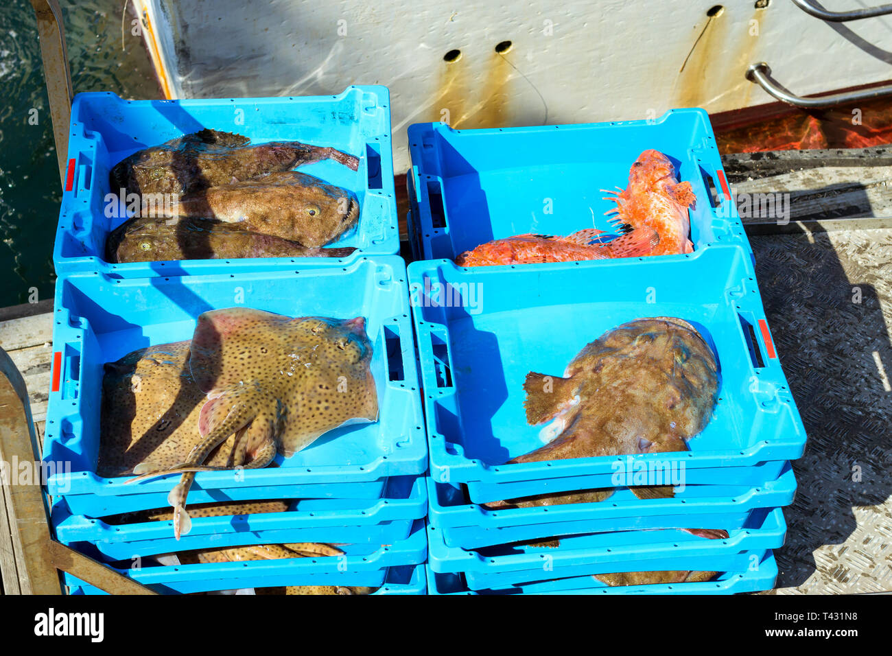 Blue plastic containers with catch of sea Electric Stingray ...