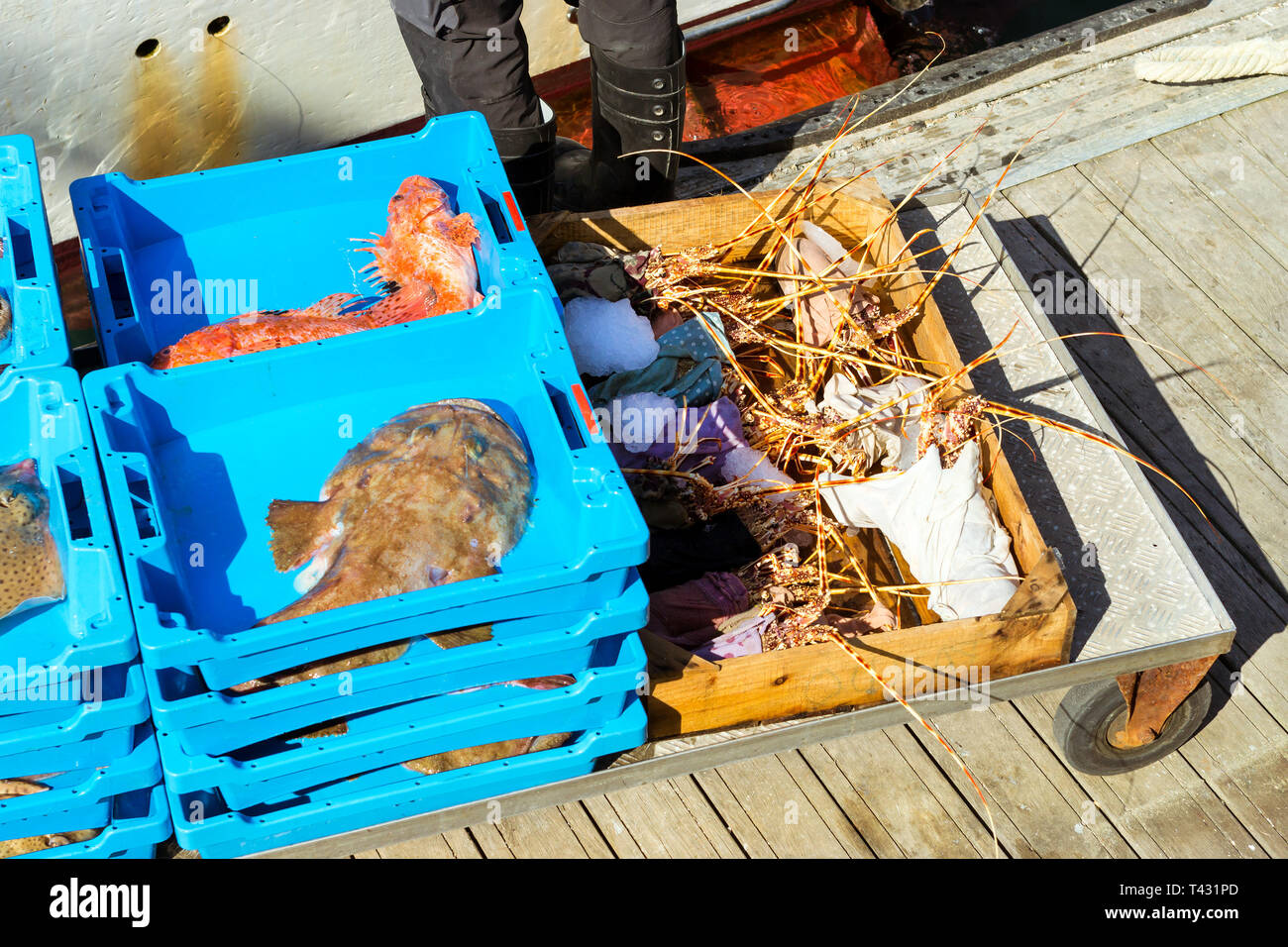 Blue plastic containers with catch of sea lobster, redfish and Monkfish, ocean delicacies. Industrial catch of fresh fish. Fish auction. Blanes, Spain Stock Photo