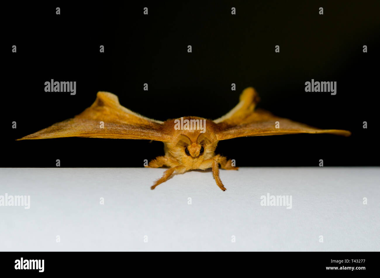 Slik Moth, Bombycoidea Family, Klungkung, Bali, Indone Stock Photo