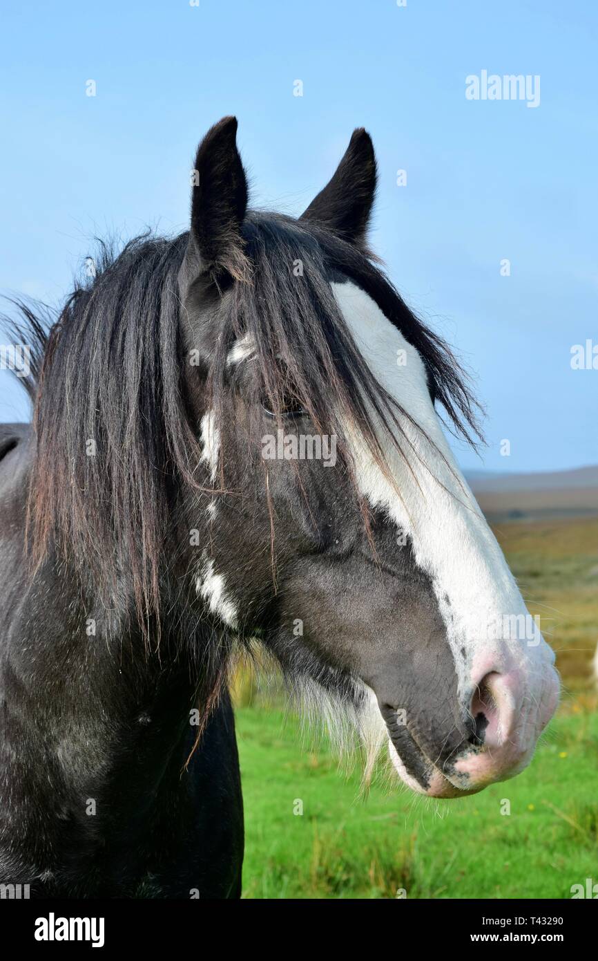 Portrait of a beautiful black horse in Ireland. Landscape in the background. Stock Photo