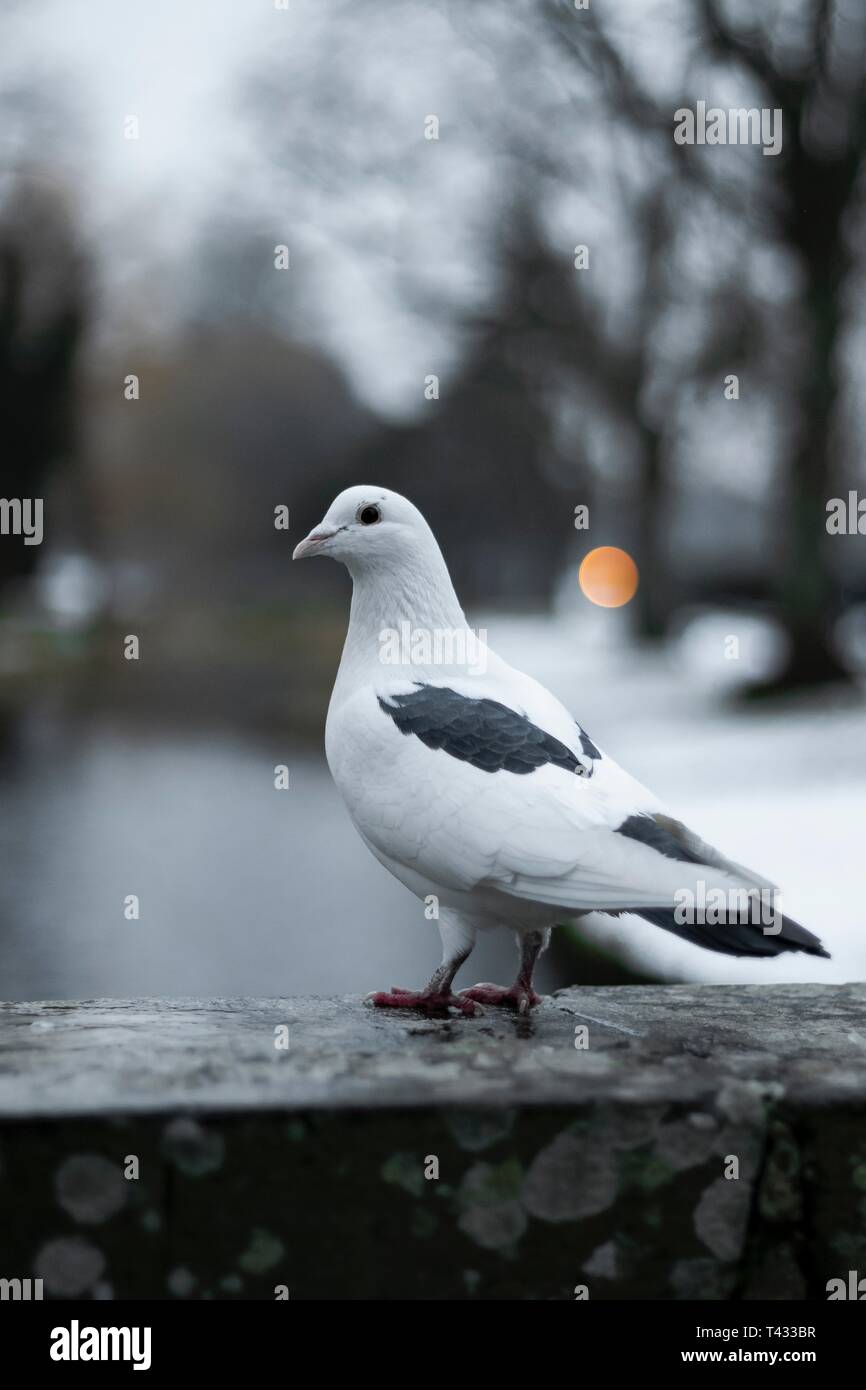 Black dove hi-res stock photography and images - Alamy