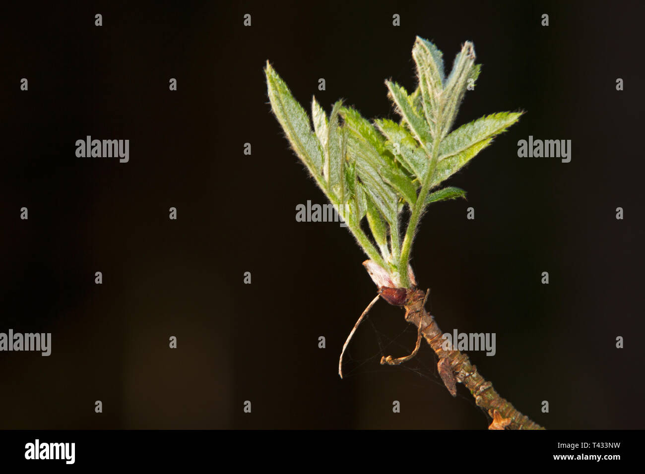 Unfolding leaves, bursting bud of a Rowan or Mountain-ash in a dark forest Stock Photo