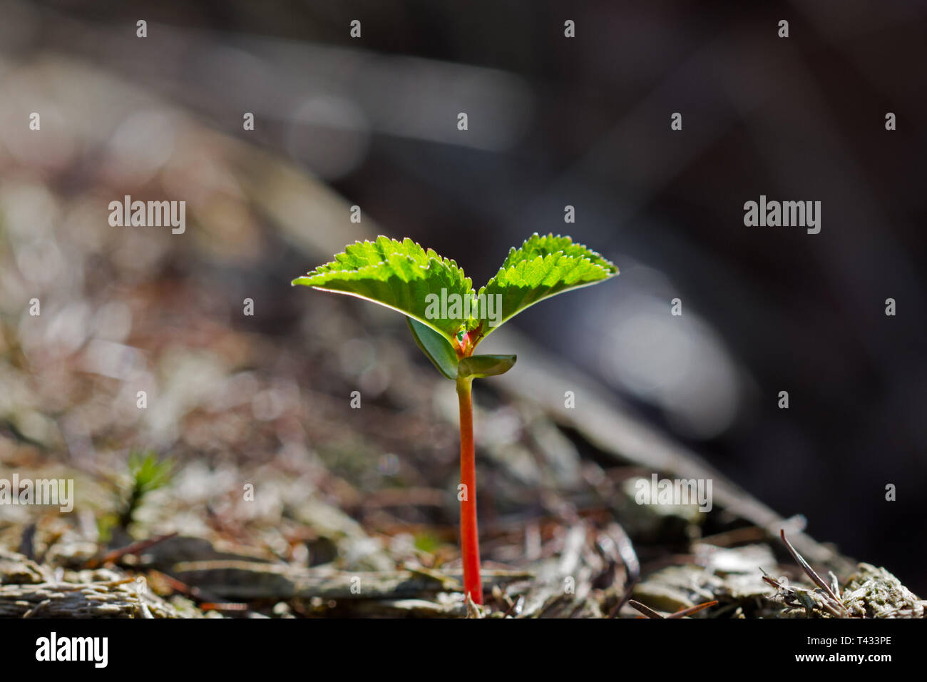 Circle of life: seedling of tree growing on the rotting stem of a dead tree Stock Photo