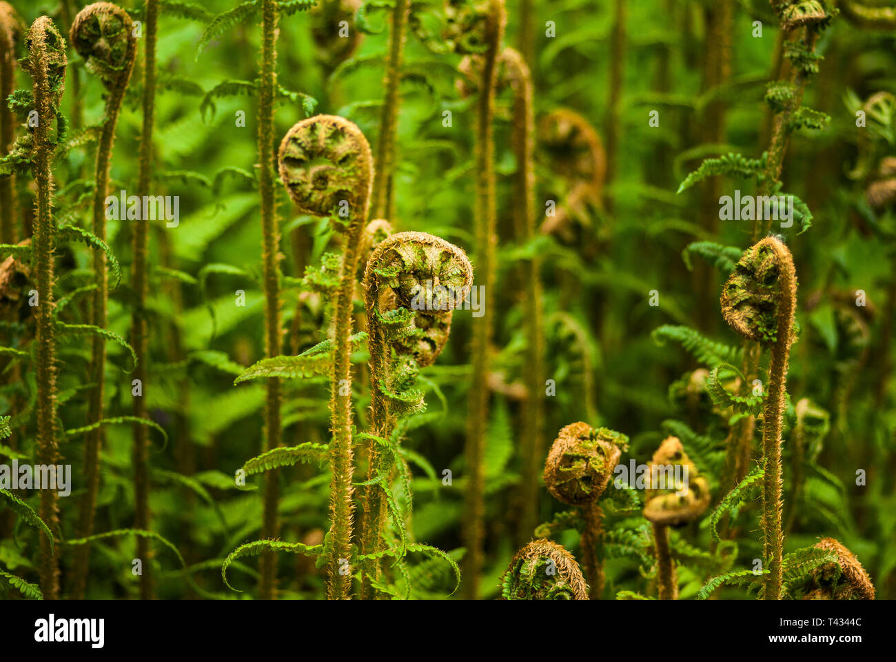 Cluster of unfurling fern fronds, short depth of field Stock Photo