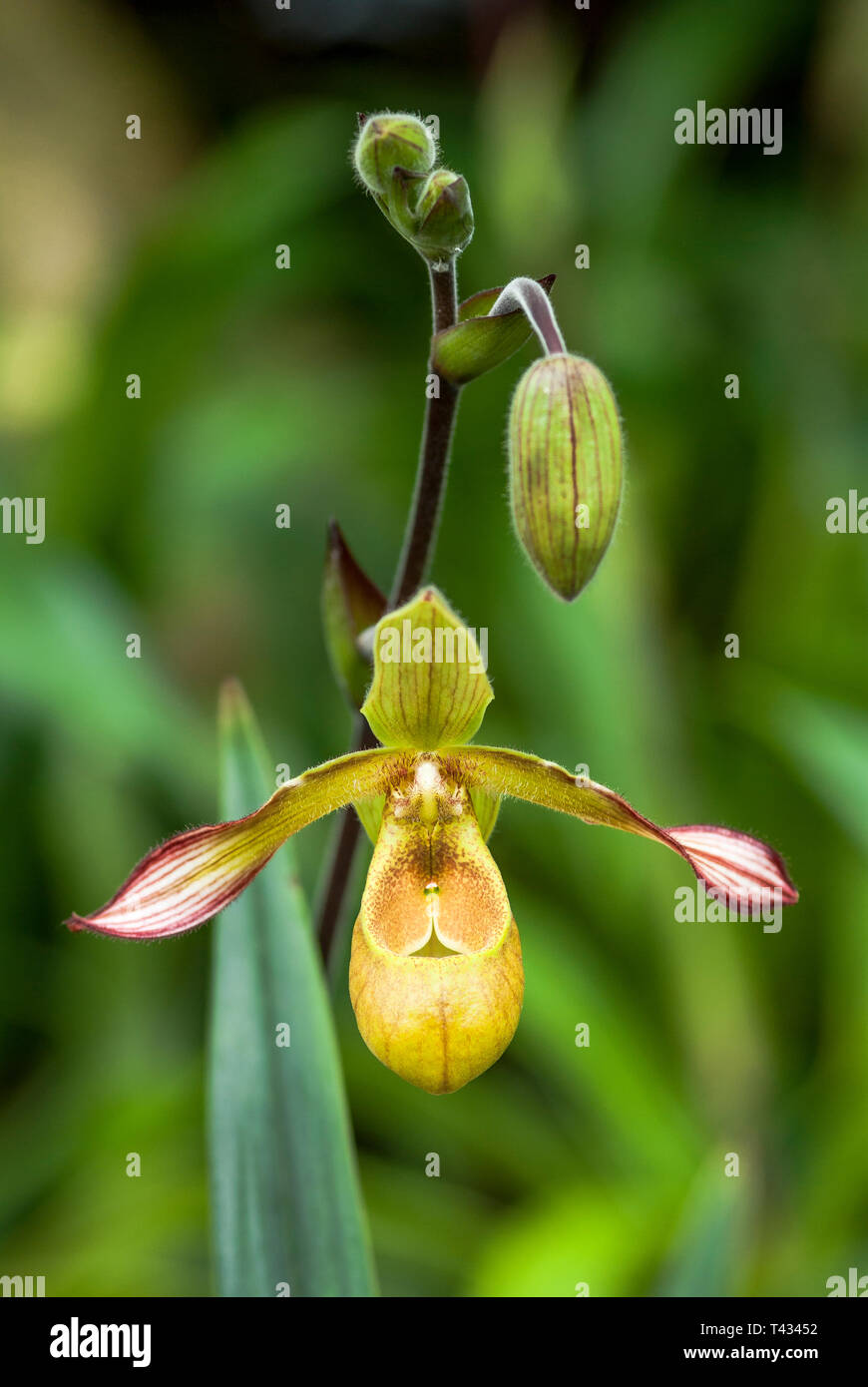 Flower head, buds, and leaf of Venus slipper, lady slipper orchid, full frontal Stock Photo