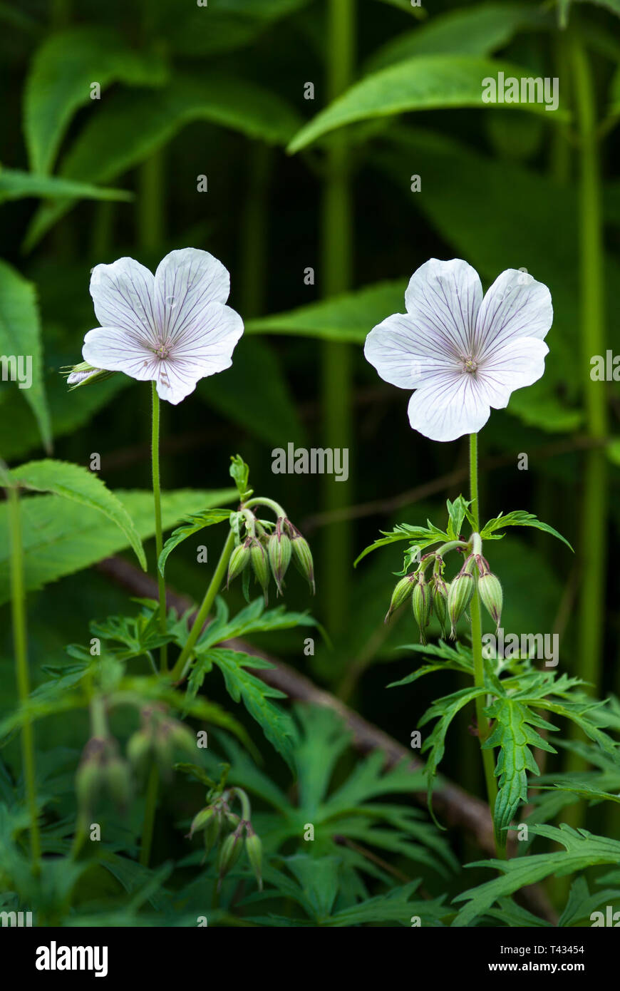 Two cranesbill, Geranium clarkei 'Kashmir White' in shade, with leaves and among other greenery Stock Photo