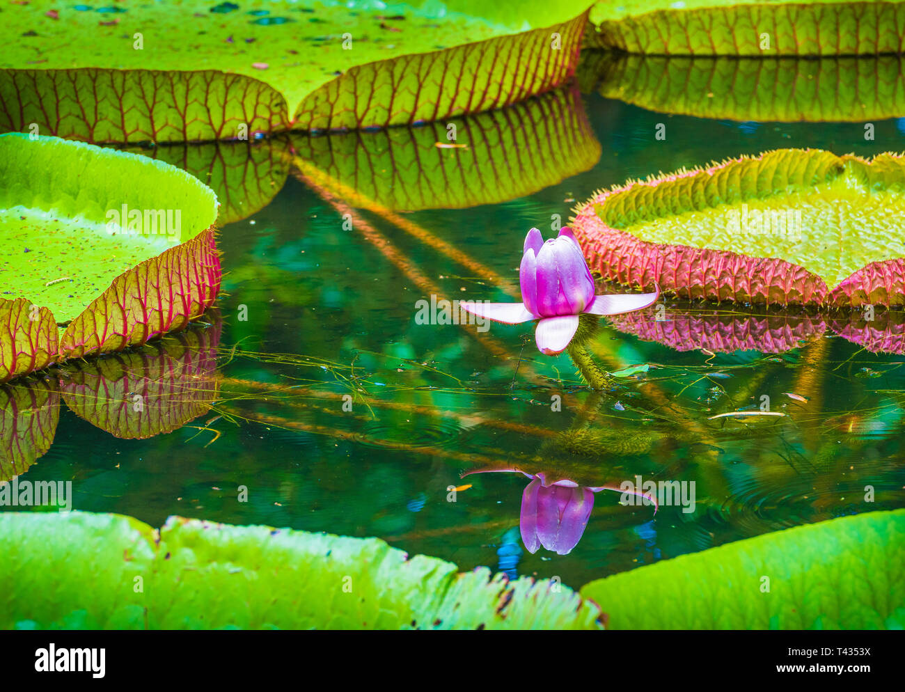 Water lily, Victoria amazonica lotus flower plant.  Pamplemousses Botanical Garden, Mauritius Stock Photo