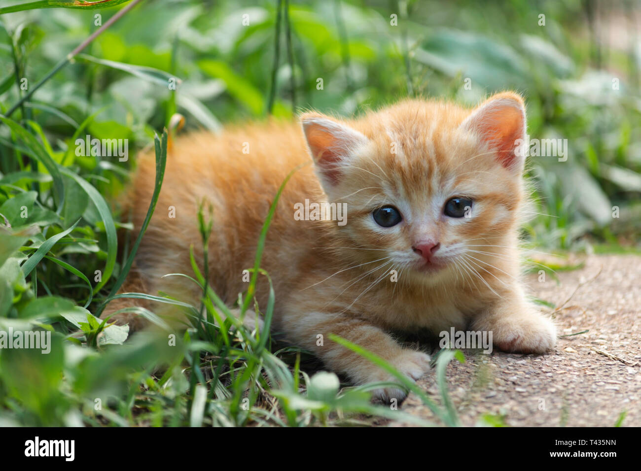 An adorable little red kitten playing outdoor. Portrait of red kitten in  garden Stock Photo - Alamy