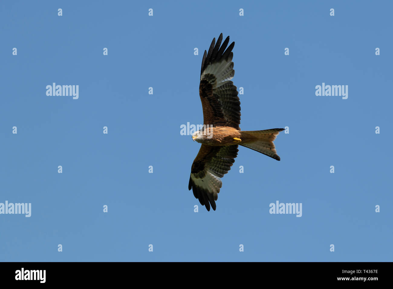 Red Kite in Flight Stock Photo