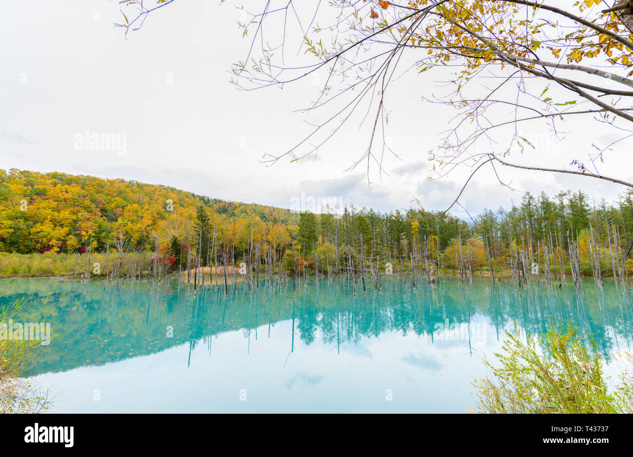 Blue pond (Aoiike) in Biei, Hokkaido Autumn season, It is the result of ...