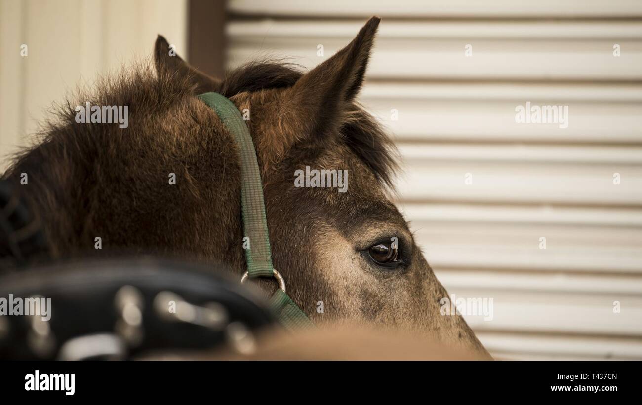 Military Working Horse 'Buck' looks over his back Feb. 26, 2019, at Vandenberg Air Force Base, Calif. Military Working Horse buck is a 17 year old quarter horse who entered active duty at Vandenberg in 2011 and helps to patrol 99,600 acres of hard-to-reach Vandenberg with his patrolman. Stock Photo