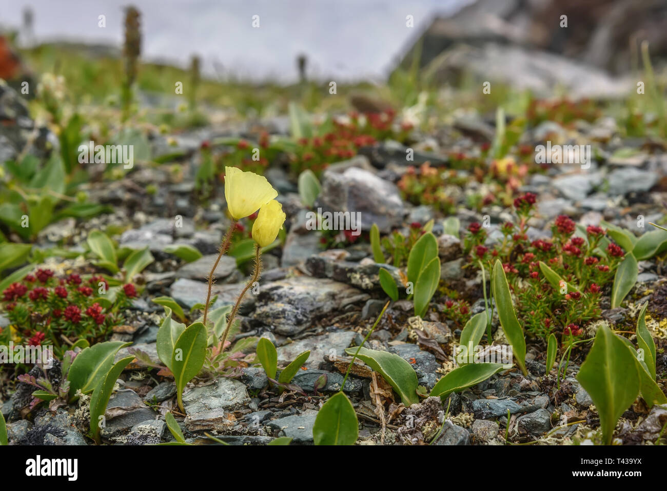 Beautiful delicate yellow flowers arctic poppies and red exotic flowers of Rhodiola quadrifida growing on stones high in the mountains Stock Photo