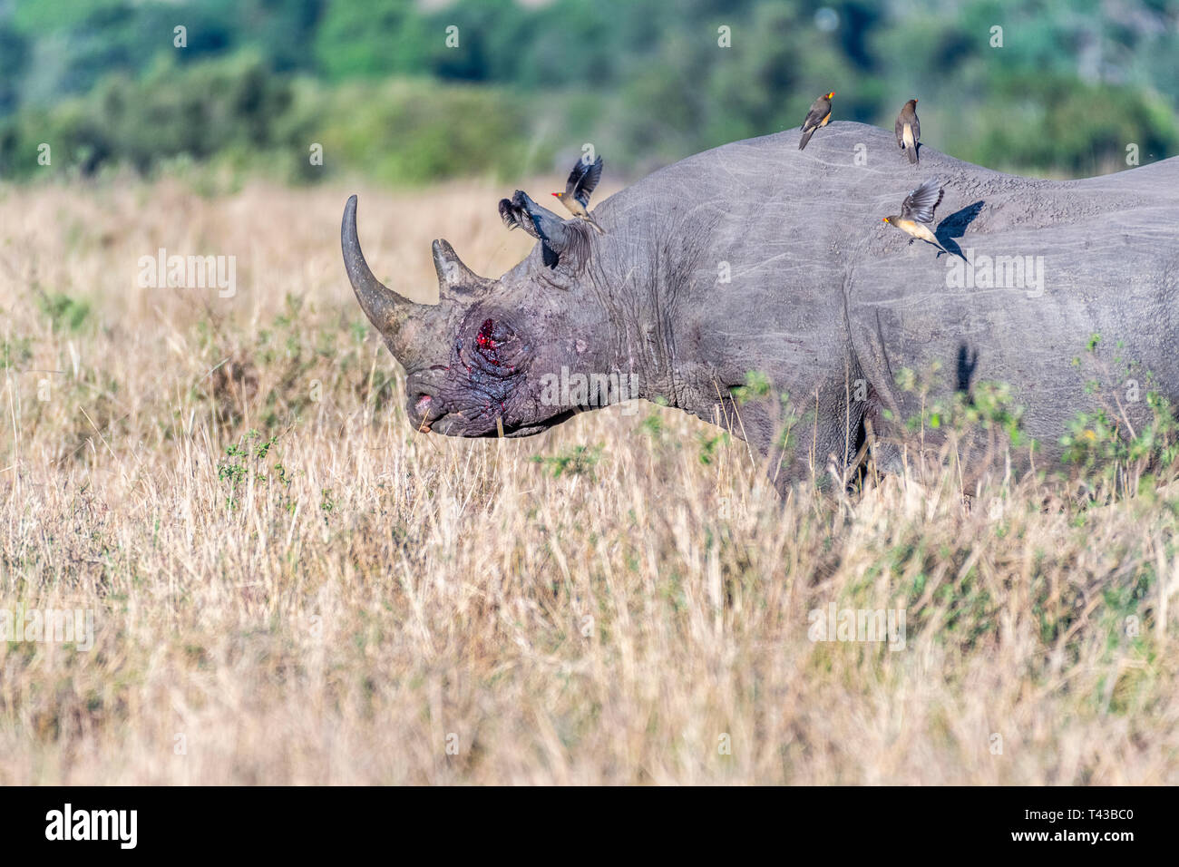 Bleeding rhino after fight and birds flying on its back in Maasai Mara Stock Photo