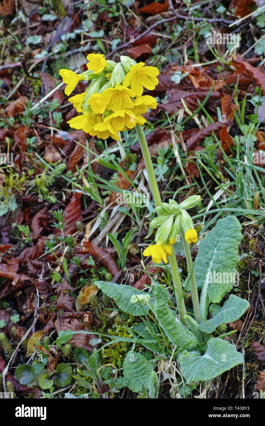 primula veris, springtime, plant in full blooming Stock Photo